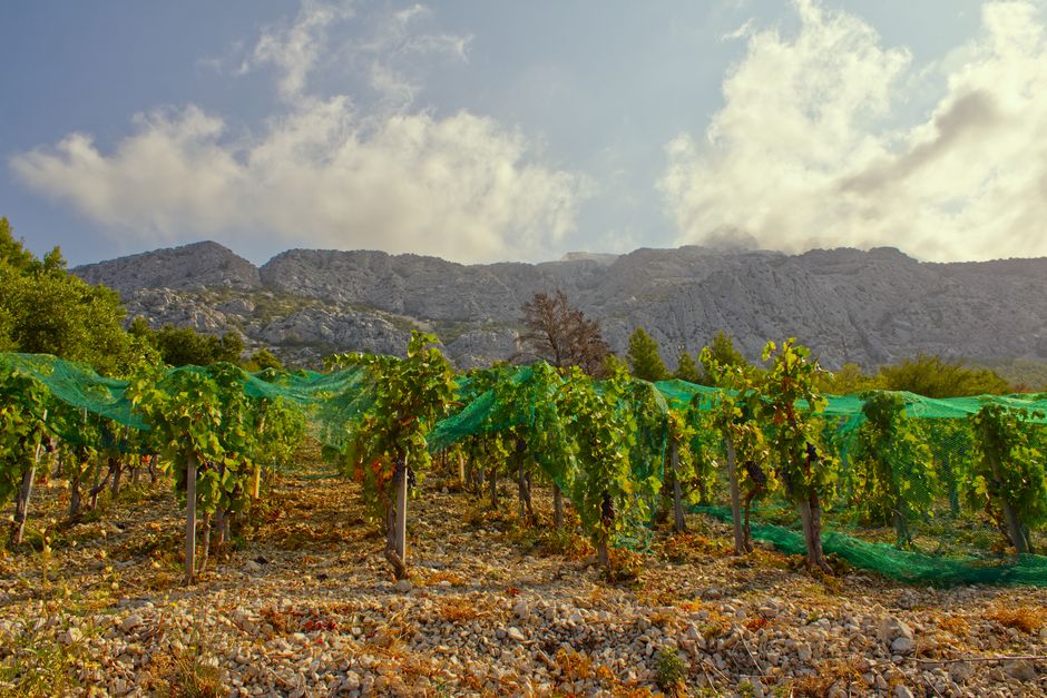 Vinogradi u Iloku, Slavonija